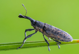 Beifuß-Stängelrüssler (Lixus fasciculatus), 08.07.2020