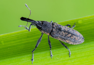 Beifuß-Stängelrüssler (Lixus fasciculatus), 08.07.2020