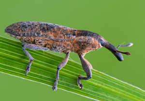 Pippau-Stängelrüssler (Lixus punctiventris), 09.07.2020