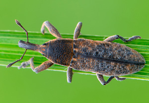 Pippau-Stängelrüssler (Lixus punctiventris), 09.07.2020