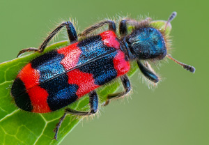 Gemeiner Bienenkäfer (Trichodes apiarius), 09.07.2020