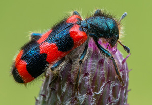 Gemeiner Bienenkäfer (Trichodes apiarius), 09.07.2020