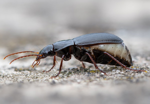 Braunfüßiger Breithalskäfer (Calathus fuscipes), 13.07.2020