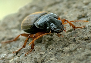 Behaarter Schnellläufer (Harpalus rufipes), 12.04.2009, Wyry