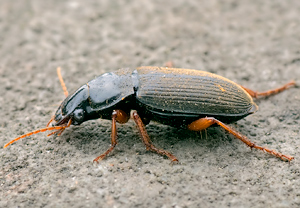 Behaarter Schnellläufer (Harpalus rufipes), 12.04.2009, Wyry