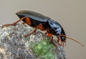 Behaarter Schnellläufer (Harpalus rufipes) – Foto 4