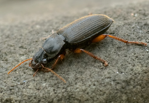Behaarter Schnellläufer (Harpalus rufipes), 12.04.2009, Wyry