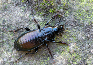 Pterostichus foveolatus, 15.07.2020