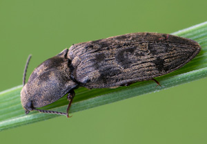 Seidenhaariger Schnellkäfer (Prosternon tessellatum), 15.07.2020