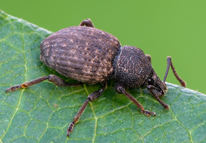 Rauer Dickmaulrüssler (Otiorhynchus raucus), 15.07.2020