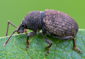 Rauer Dickmaulrüssler (Otiorhynchus raucus), 15.07.2020