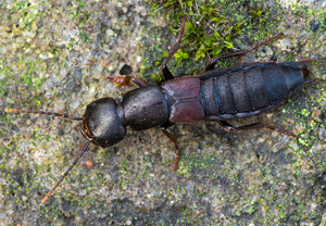 Ocypus macrocephalus, 18.07.2020, Babia Góra