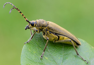 Grüner Schmalbock (Lepturobosca virens), 20.07.2020
