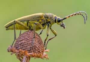 Grüner Schmalbock (Lepturobosca virens), 21.07.2020