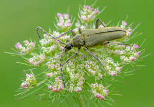 Grüner Schmalbock (Lepturobosca virens), 21.07.2020