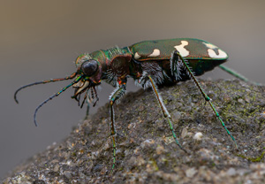 Berg-Sandlaufkäfer (Cicindela sylvicola), 20.07.2020