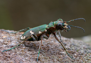 Berg-Sandlaufkäfer (Cicindela sylvicola), 20.07.2020