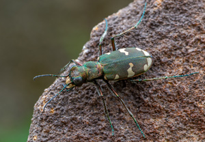 Berg-Sandlaufkäfer (Cicindela sylvicola), 20.07.2020