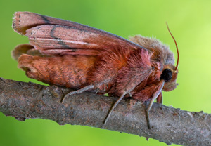 Rotbraune Graseule (Mythimna turca), 07.07.2020