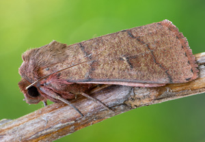 Rotbraune Graseule (Mythimna turca), 07.07.2020