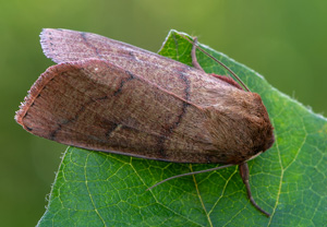 Rotbraune Graseule (Mythimna turca), 07.07.2020
