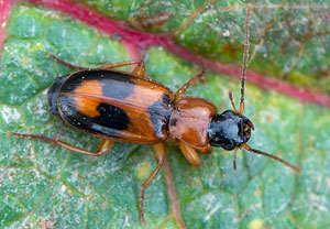 Badister lacertosus, 22.10.2018, Wyry