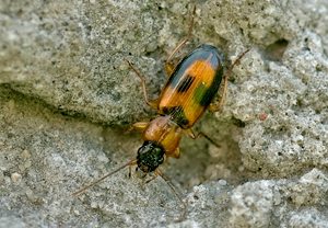 Badister lacertosus