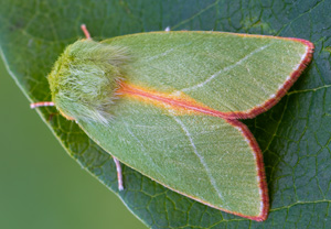 Buchen-Kahneule (Pseudoips prasinana), 22.07.2020, Wyry