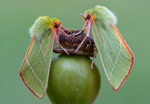Buchen-Kahneule (Pseudoips prasinana), 22.07.2020, Wyry