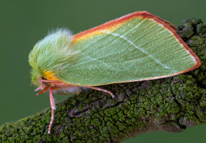 Buchen-Kahneule (Pseudoips prasinana), 22.07.2020, Wyry