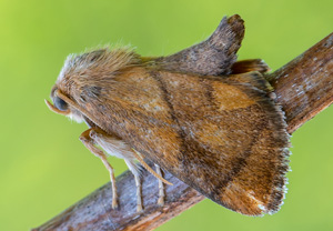 Großer Schneckenspinner (Apoda limacodes), 07.07.2020