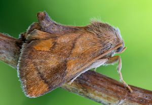 Großer Schneckenspinner (Apoda limacodes), 07.07.2020