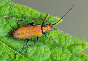 Chrysanthia viridissima, 03.08.2020