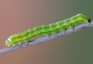 Baumwoll-Kapseleule (Helicoverpa armigera), 27.10.2019, Santa Susanna