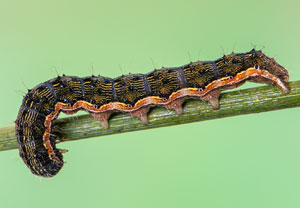 Baumwoll-Kapseleule (Helicoverpa armigera), 23.10.2019, Santa Susanna
