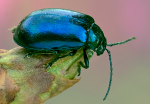 Blauer Erlenblattkäfer (Agelastica alni), Wyry