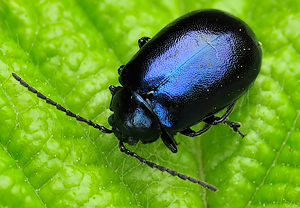 Blauer Erlenblattkäfer (Agelastica alni), Wyry