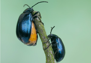 Blauer Erlenblattkäfer (Agelastica alni), 06.05.2012