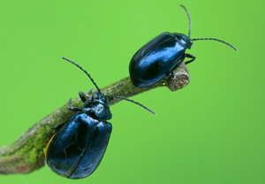 Blauer Erlenblattkäfer (Agelastica alni), 06.05.2012