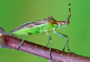 Wacholder-Randwanze (Gonocerus juniperi) – Foto 2