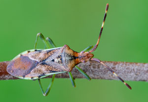 Wacholder-Randwanze (Gonocerus juniperi) – Foto 1