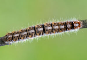 Kleespinner (Lasiocampa trifolii) – Foto 2
