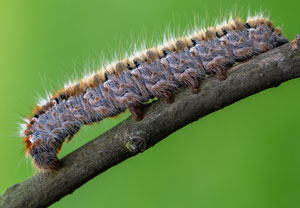 Kleespinner (Lasiocampa trifolii) – Foto 1