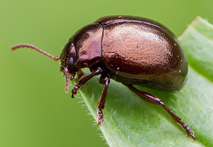 Rötlicher Taubnessel-Blattkäfer (Chrysolina purpurascens) – Foto 1
