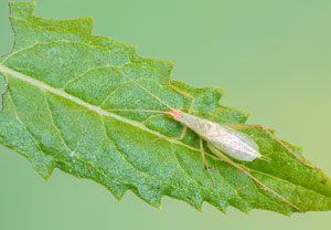 Weinhähnchen (Oecanthus pellucens) &ndash; Foto 1