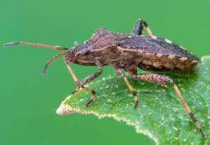 Ceraleptus gracilicornis, 21.04.2019