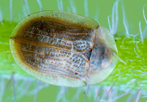 Cassida flaveola &ndash; Foto 1