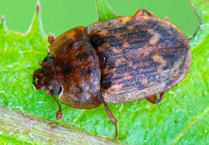 - (Soronia punctatissima)