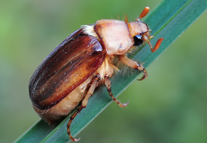 Gelbbrauner Brachkäfer (Rhizotrogus aestivus), 27.04.2010