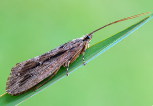 Phryganea bipunctata – Foto 1